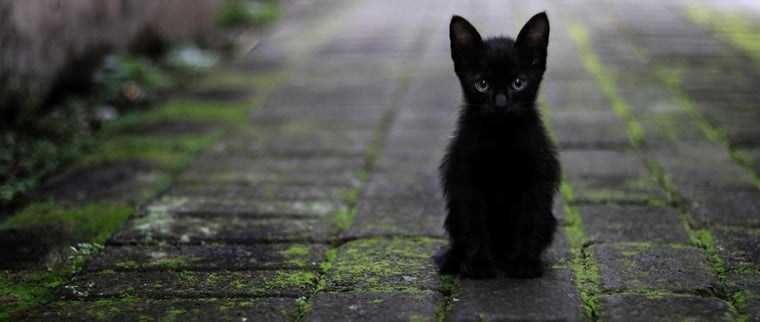 Chat de gouttière